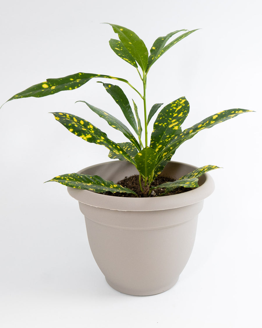 Croton Gold Dust Live Plant