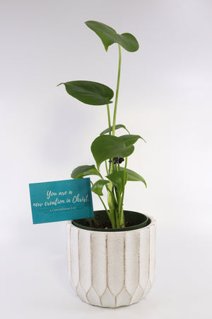 Monstera Deliciosa Plant in Ceramic White Retro Pot