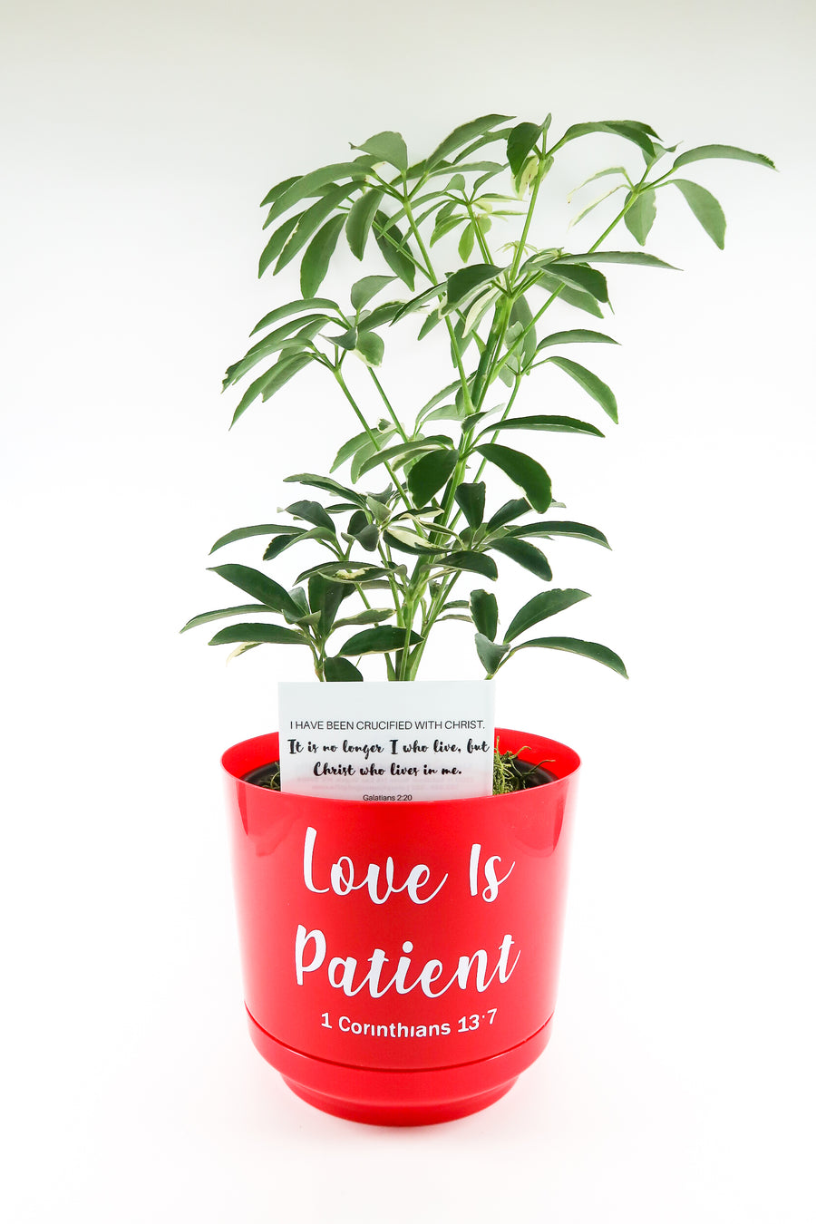 Umbrella Schefflera Plant In "Love Is Patient" Nursery Pot