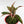 Load image into Gallery viewer, Red Aglaonema Plant in &quot;Lord, I Believe&quot; Nursery Pot
