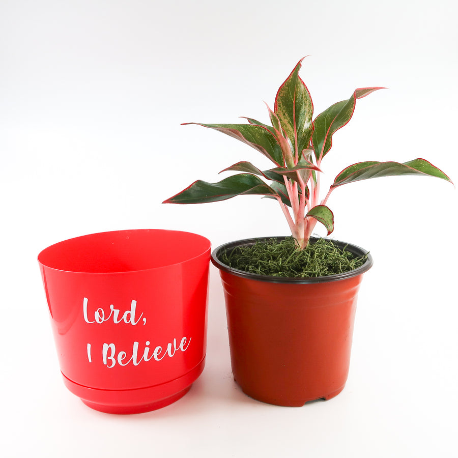 Red Aglaonema Plant in "Lord, I Believe" Nursery Pot