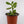 Load image into Gallery viewer, Jade Succulent Plant in Yellow Ceramic Flower Pot
