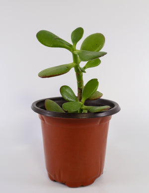 Jade Succulent Plant in Ceramic White Retro Pot