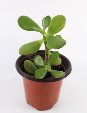 Jade Succulent Plant in Yellow Ceramic Flower Pot