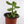 Load image into Gallery viewer, Jade Succulent Plant in Yellow Ceramic Flower Pot
