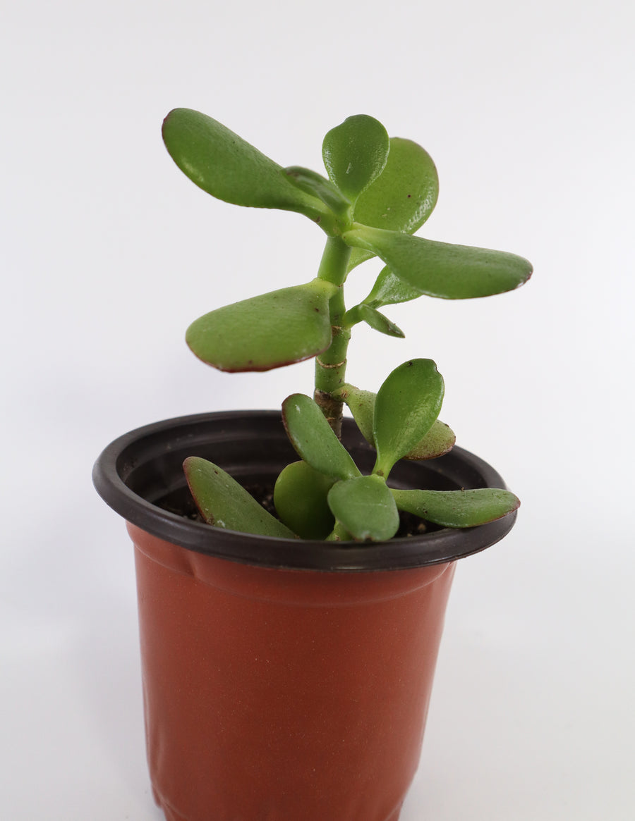 Jade Succulent Plant in Yellow Ceramic Flower Pot