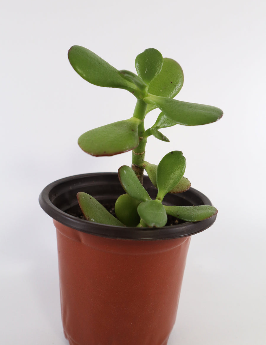 Jade Succulent Plant in Ceramic White Retro Pot