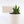 Load image into Gallery viewer, Aloe Nobilis &#39;Gold Tooth Aloe&#39; Succulent Plant in White Glass Coral Pattern Plant Pot
