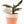 Load image into Gallery viewer, Furry Feather Calathea Live Plant in a &#39;Grow with God&#39; Ceramic Clay Planter
