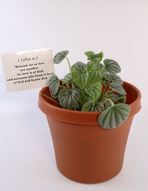 Peperomia Caperata 'Frost' Live Plant