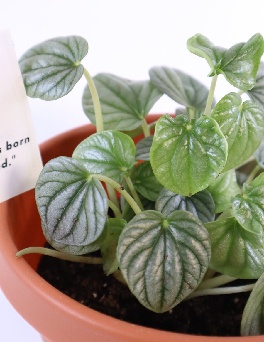 Peperomia Caperata 'Frost' Live Plant