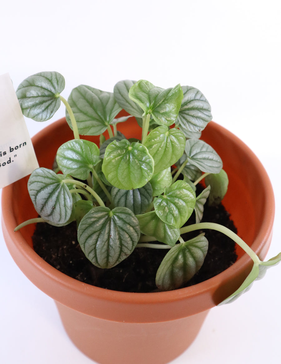 Peperomia Caperata 'Frost' Live Plant