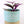 Load image into Gallery viewer, Tradescantia &#39;Albiflora&#39; Nanouk Live Plant in &quot;Seek First The Kingdom Of God&quot; Nursery Pot
