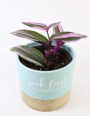 Tradescantia 'Albiflora' Nanouk Live Plant in "Seek First The Kingdom Of God" Nursery Pot