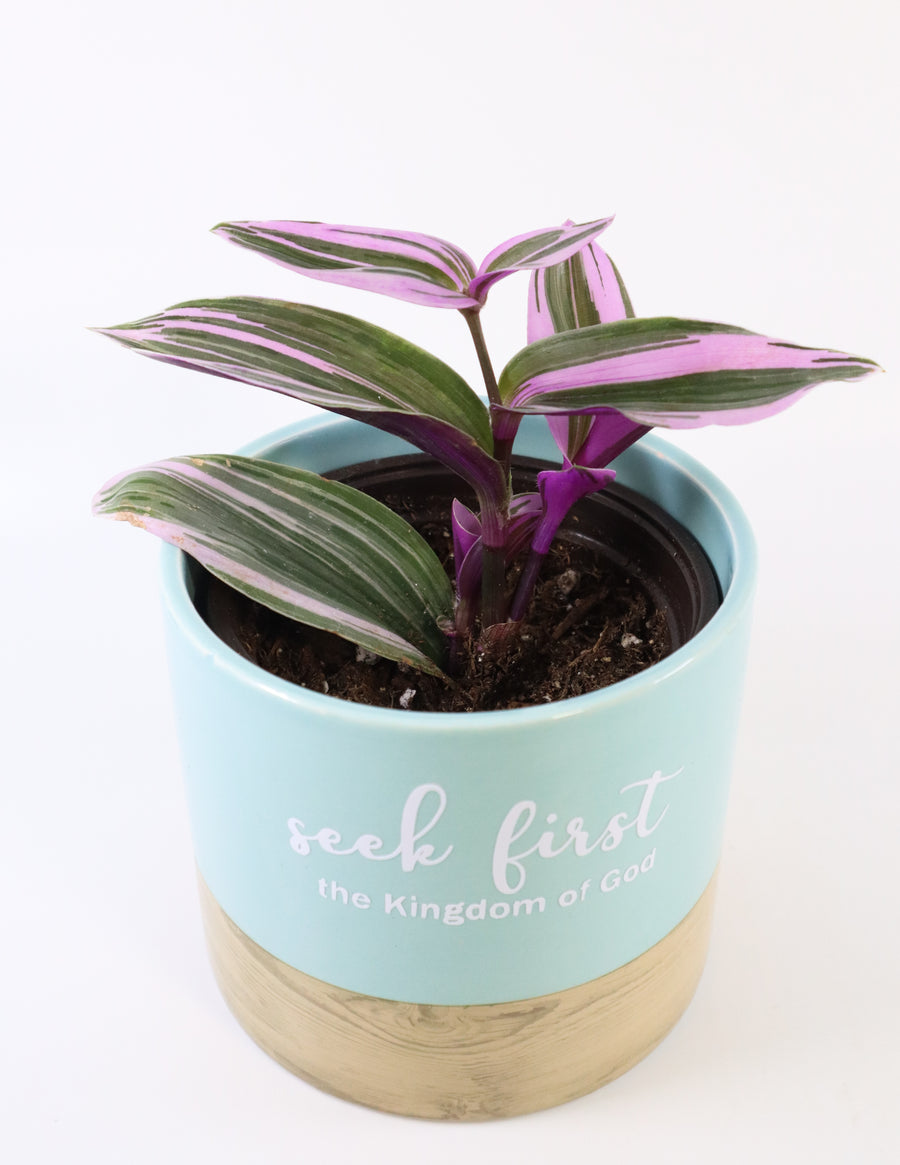 Tradescantia 'Albiflora' Nanouk Live Plant in "Seek First The Kingdom Of God" Nursery Pot