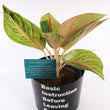 Load image into Gallery viewer, Pink Aglaonema Plant
