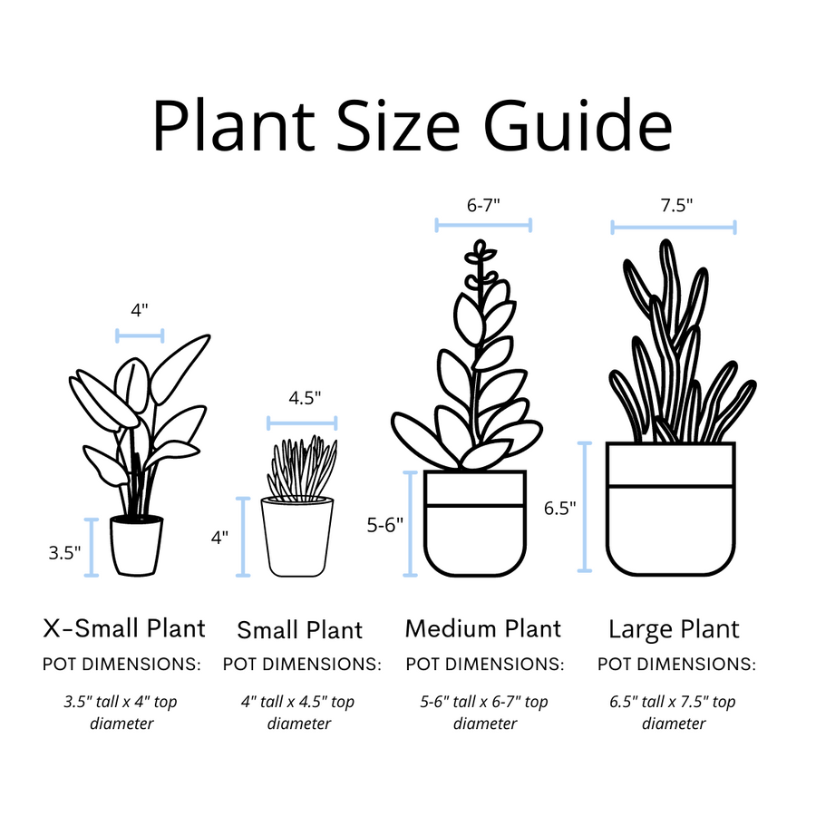 Red Aglaonema Plant in "Lord, I Believe" Nursery Pot