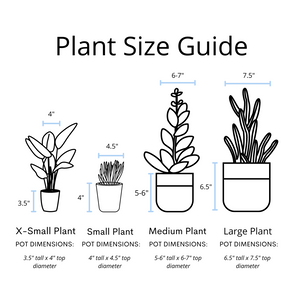 Aloe Nobilis 'Gold Tooth Aloe' Succulent Plant in White Glass Coral Pattern Plant Pot