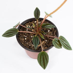 Peperomia Rosso Plant