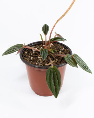 Peperomia Rosso Plant