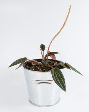 Peperomia Rosso Plant