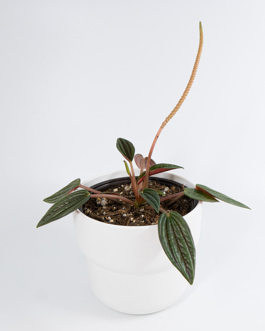 Peperomia Rosso Plant