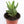 Load image into Gallery viewer, Aloe Nobilis &#39;Gold Tooth Aloe&#39; Succulent Plant in Silver Plant Pot
