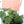 Load image into Gallery viewer, Persian Ivy Live Plant in a Gray Ceramic Flower Pot
