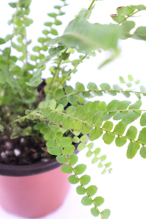 Ladder Fern Plant in a Square Bamboo Planter
