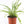 Load image into Gallery viewer, Ladder Fern Plant in a Square Bamboo Planter
