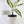 Load image into Gallery viewer, Dieffenbachia Plant in a White Glass Coral Pattern Plant Pot
