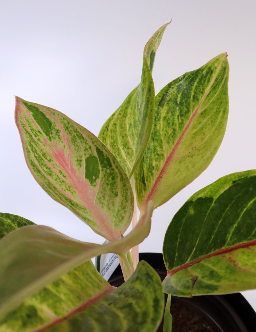 Pink Aglaonema Plant