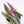 Load image into Gallery viewer, Tradescantia &#39;Albiflora&#39; Nanouk Plant in &quot;Jesus loves you&quot; Nursery Pot
