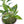 Load image into Gallery viewer, Croton Gold Dust Live Plant
