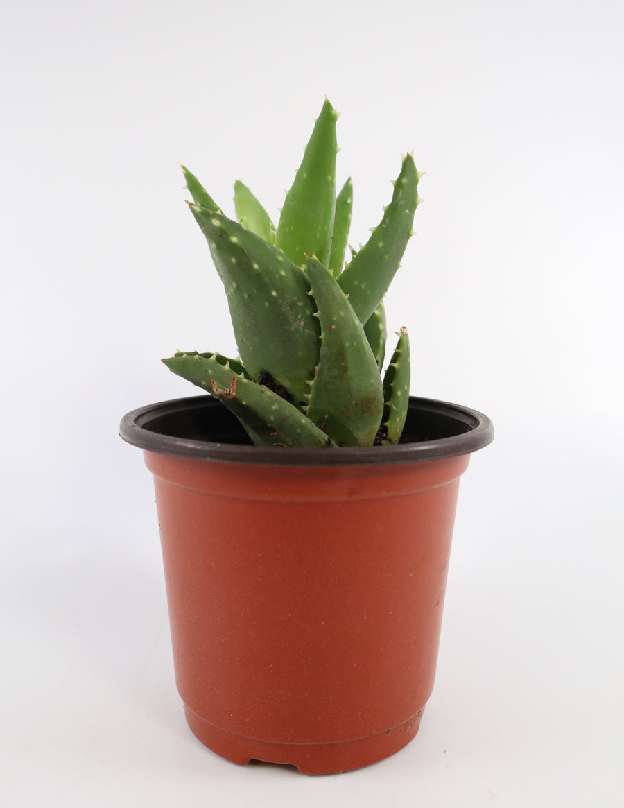 Aloe Nobilis 'Gold Tooth Aloe' Succulent Plant in White Glass Coral Pattern Plant Pot