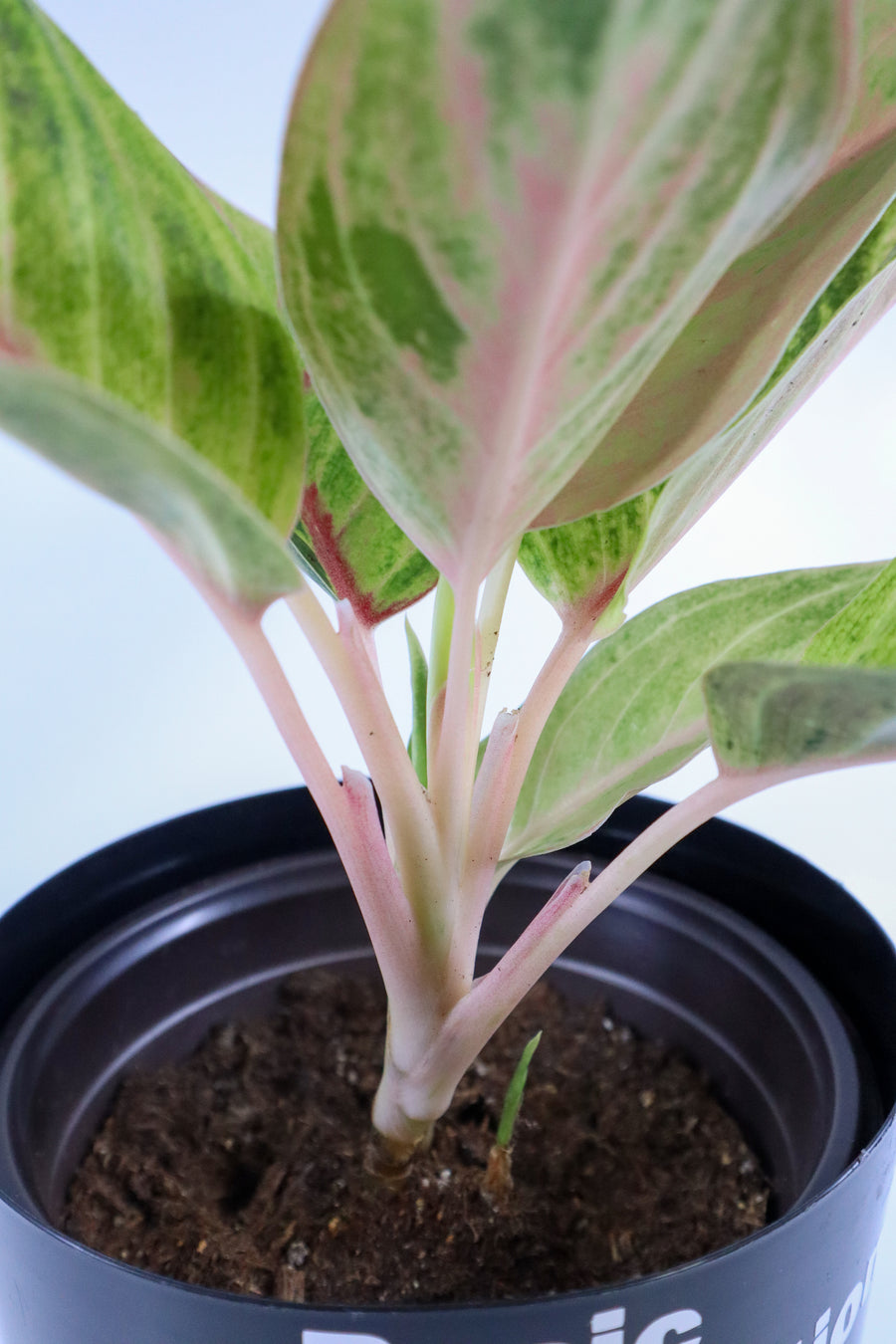Pink Aglaonema Plant