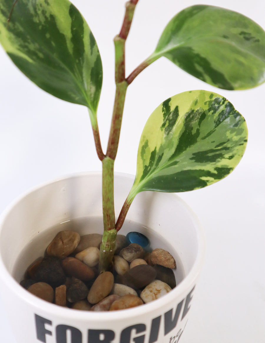 Peperomia Obtusifolia Plant