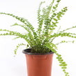 Load image into Gallery viewer, Ladder Fern Plant in a Yellow Ceramic Flower Pot
