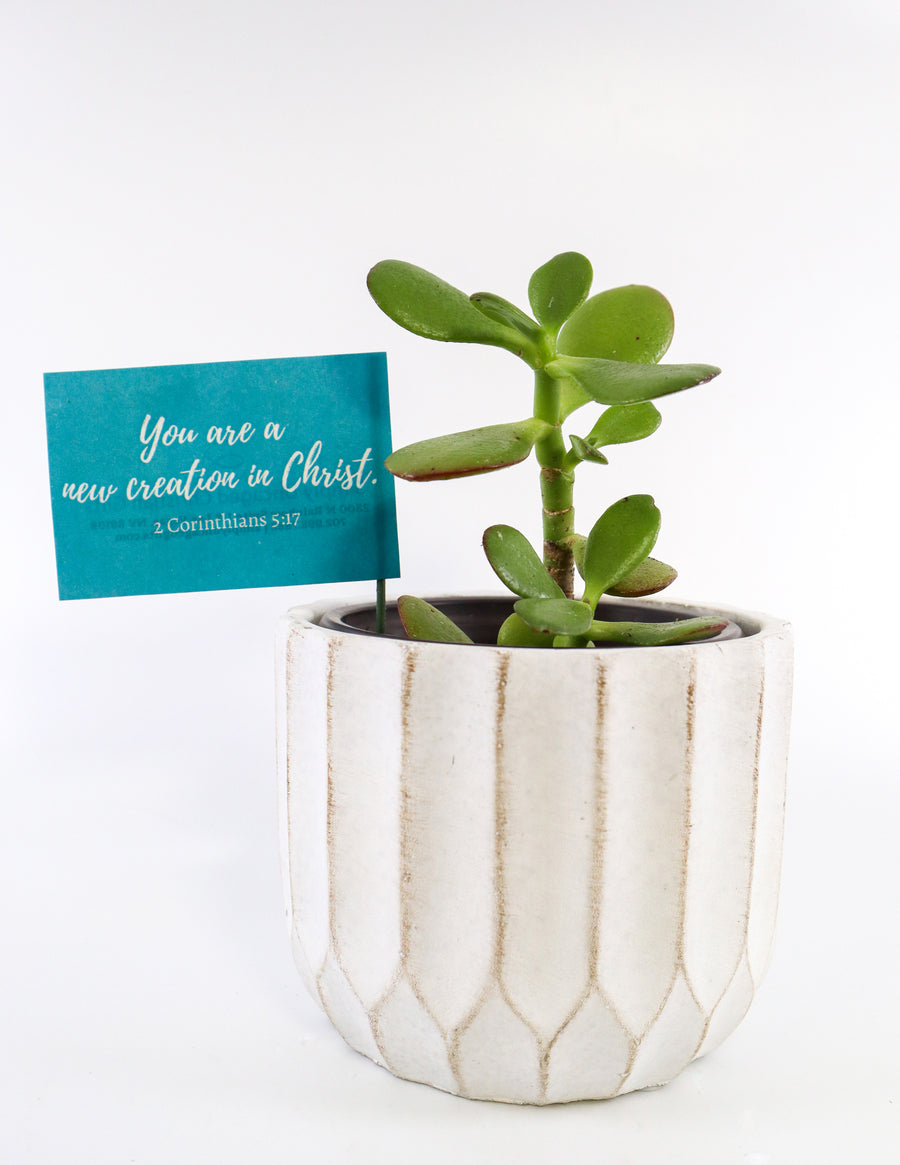 Jade Succulent Plant in Ceramic White Retro Pot